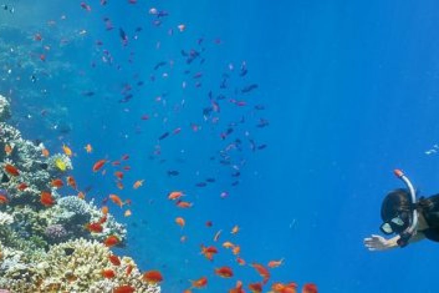 Snorkeling Adventure
